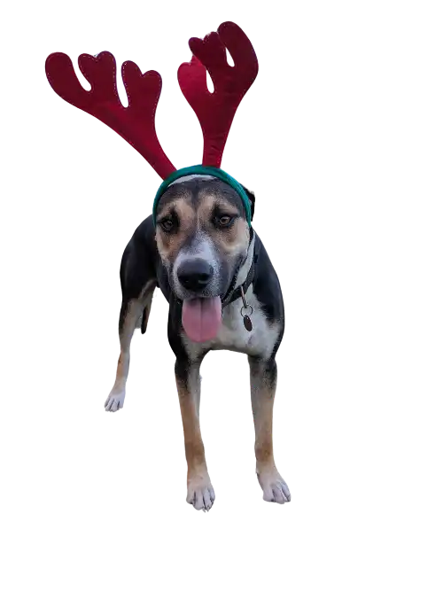 Stanley with reindeer antlers on