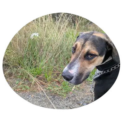 Stanley with a flower in the background